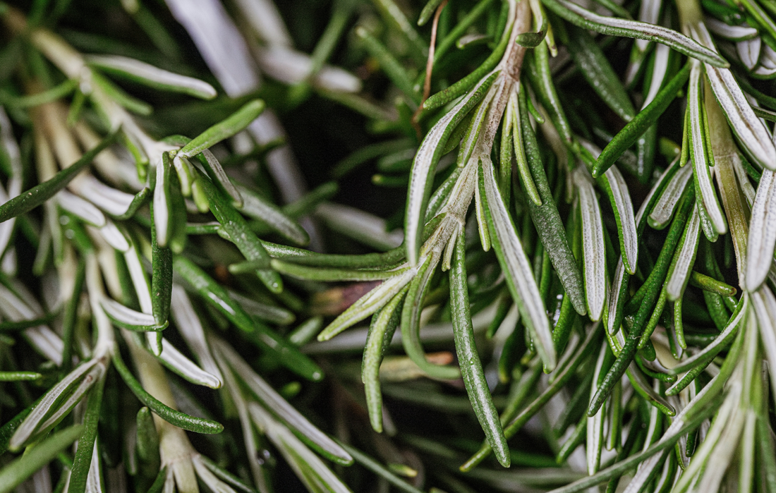 Les bienfaits du romarin