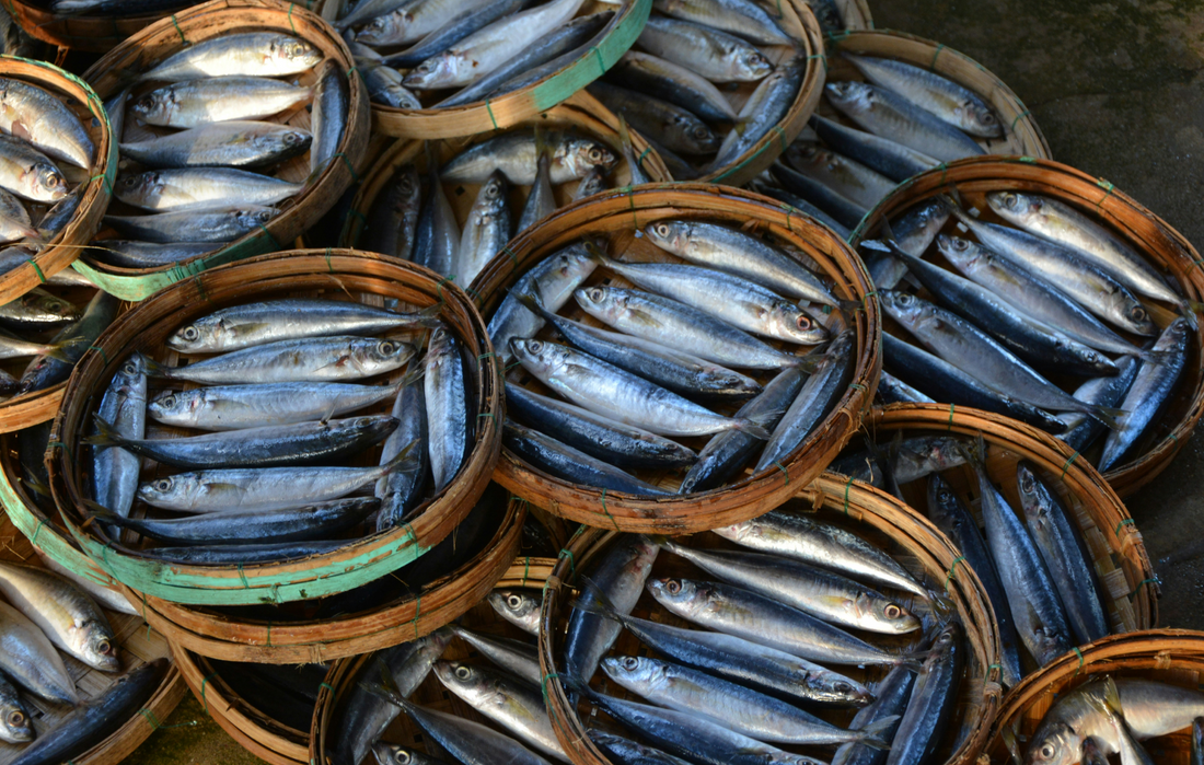 Les sardines, une source d’oméga 3